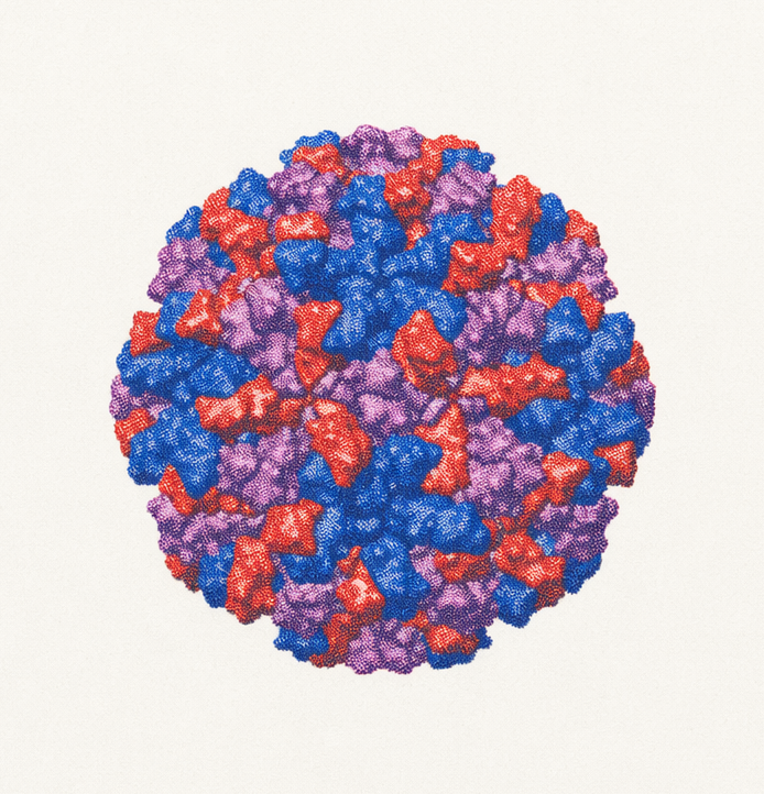 Dengue Virus